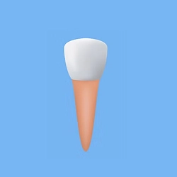 Incisors