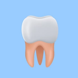 Molars
