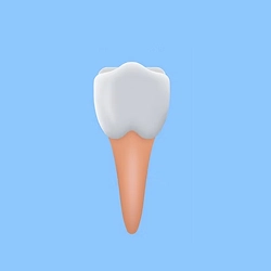 Premolars