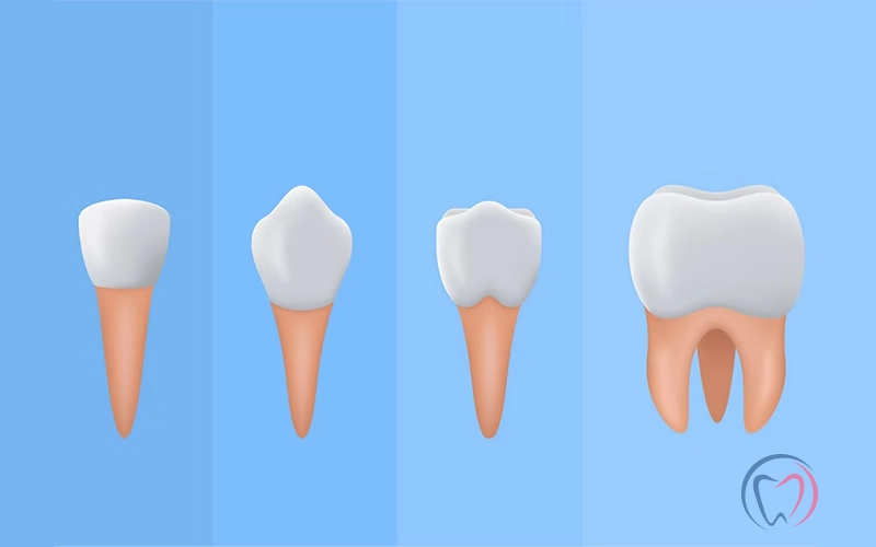 The Different Types Of Teeth